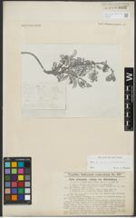 Foto von Salix retusa L. x Salix waldsteiniana Willd.